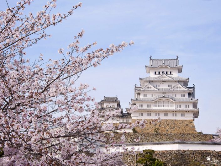 Japon : un printemps au pays des Sakura