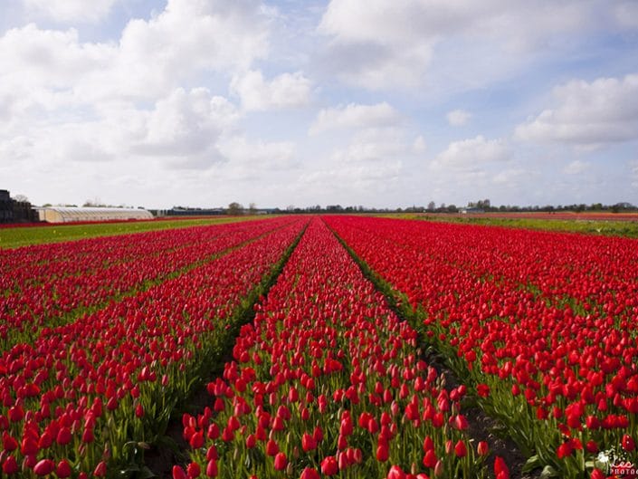 Séjour aux Pays Bas : Kinderdijk et Keukenhof