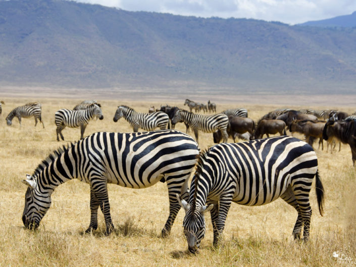 Tanzanie : Safari et Zanzibar